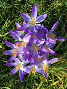 lente bloemen in het gras foto - Ivon Hummel